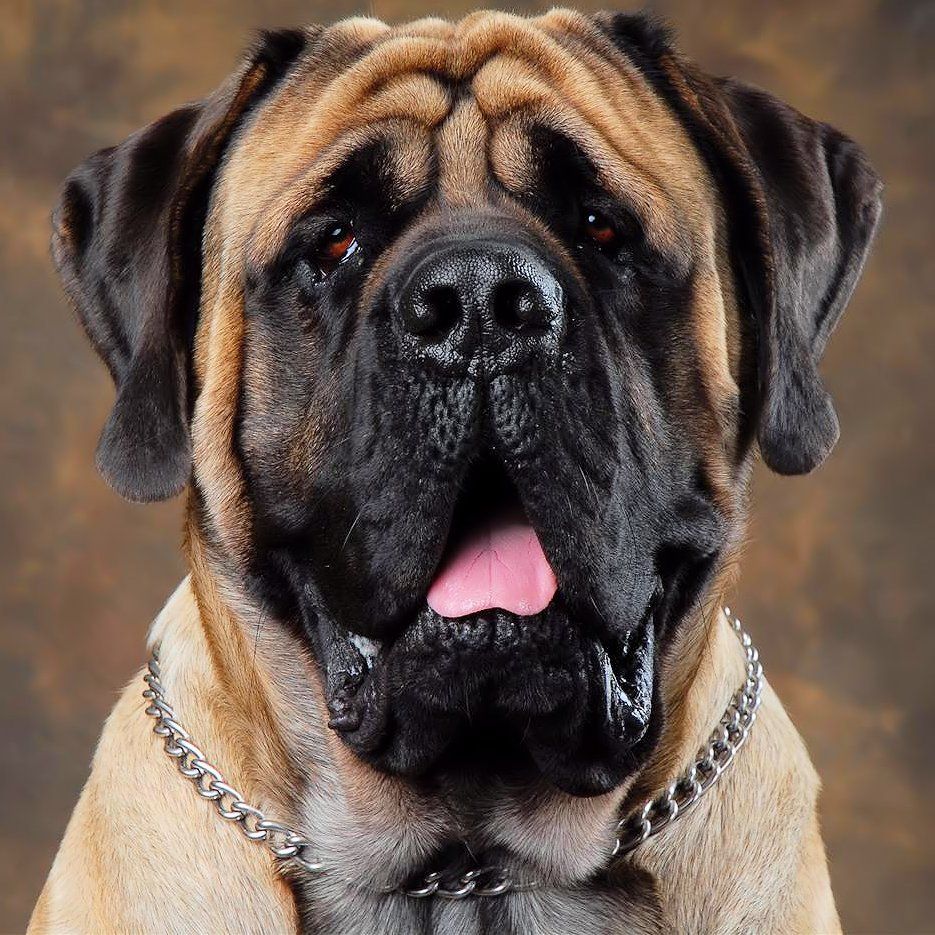 935x935 Old English Mastiff. Loyal, docile, and good protectors. English mastiff, Mastiffs, Mastiff dogs