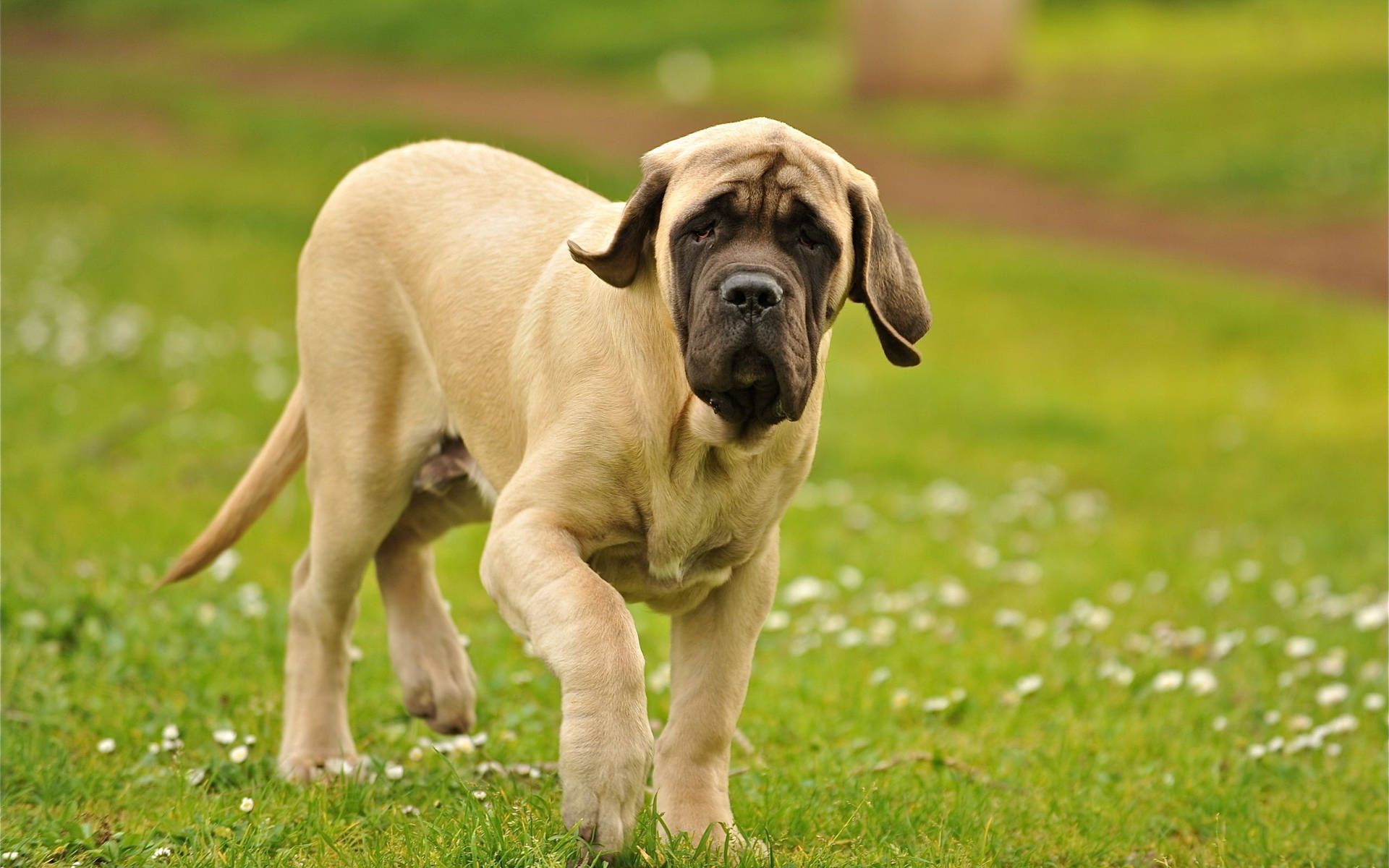 1920x1200 Download Dog Wallpaper