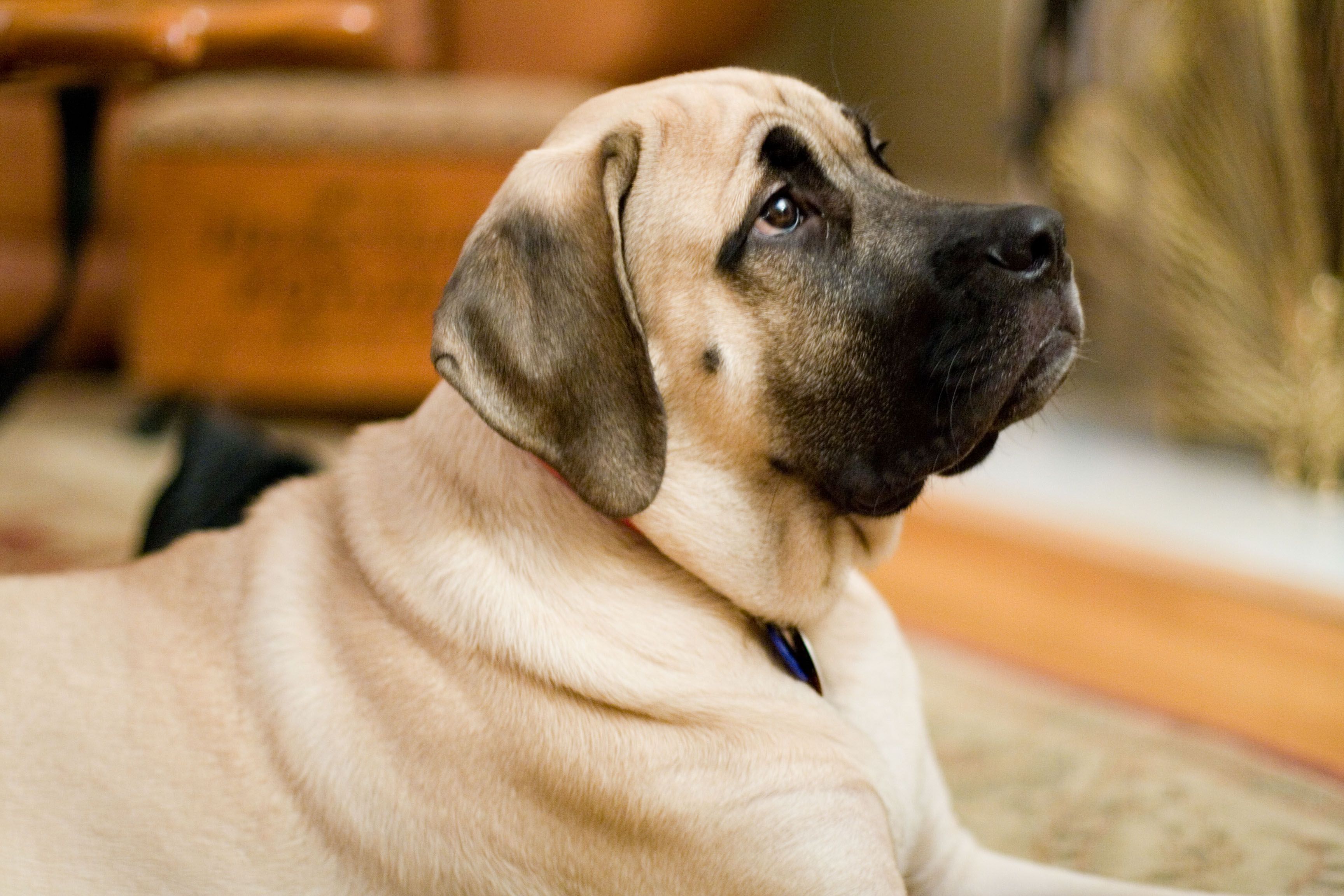 3456x2304 English Mastiff Image