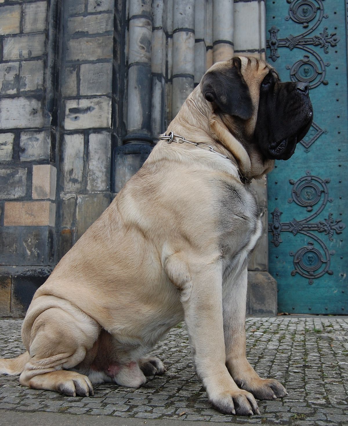 1200x1467 mastiff, the free dictionary