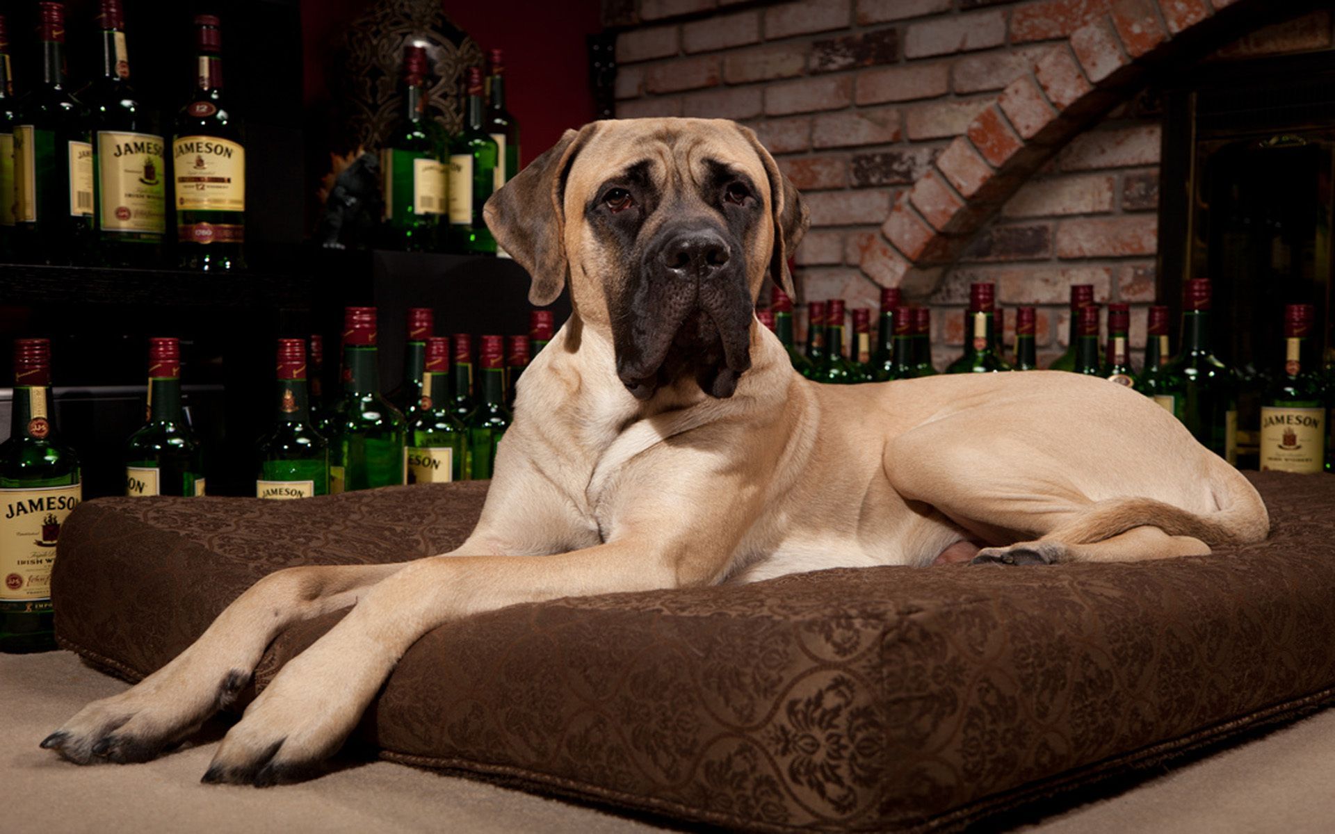 1920x1200 Animal Dog HD Wallpaper
