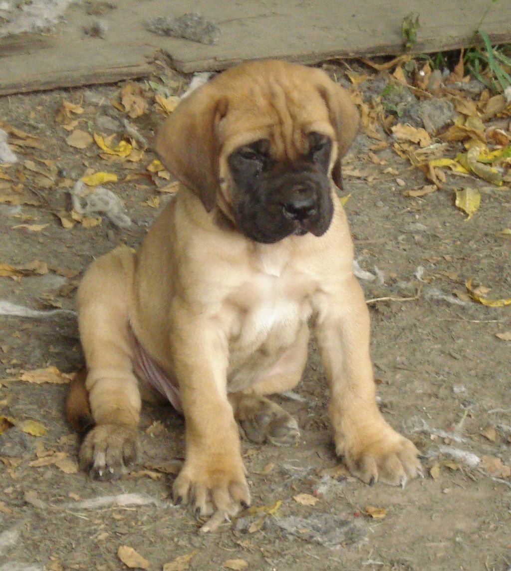 1024x1145 Lovely English Mastiff puppy photo and wallpaper. Beautiful Lovely English Mastiff puppy picture
