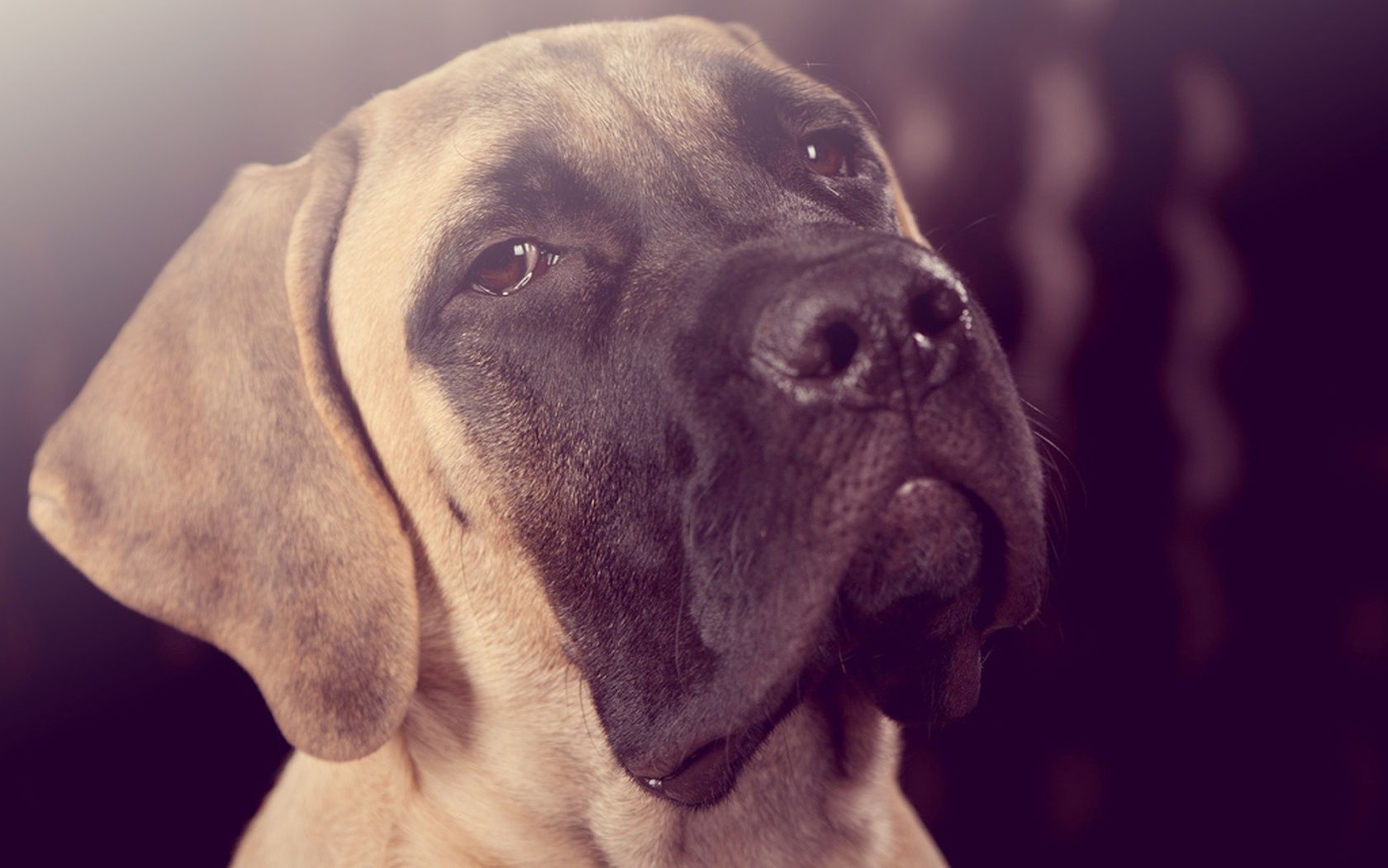 1680x1050 Mastiff Wallpaper