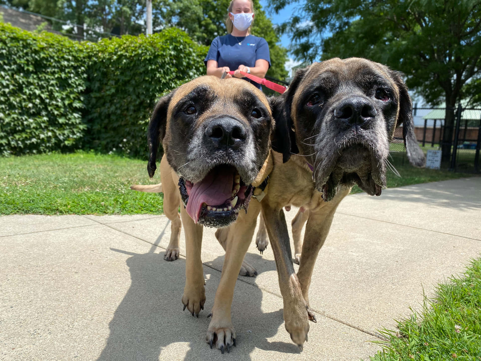 1920x1440 Download Handsome English Mastiff