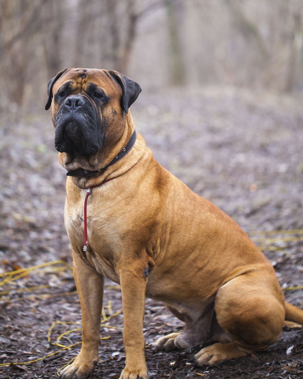 English Mastiff Wallpapers - Top Free English Mastiff Backgrounds ...