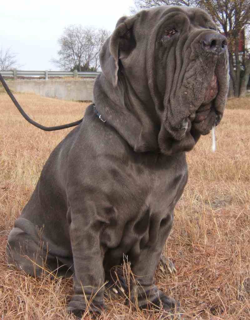 800x1023 Neapolitan Mastiff Breed Information & Image. Dog breeds, Mastiff dog breeds, Mastiff breeds