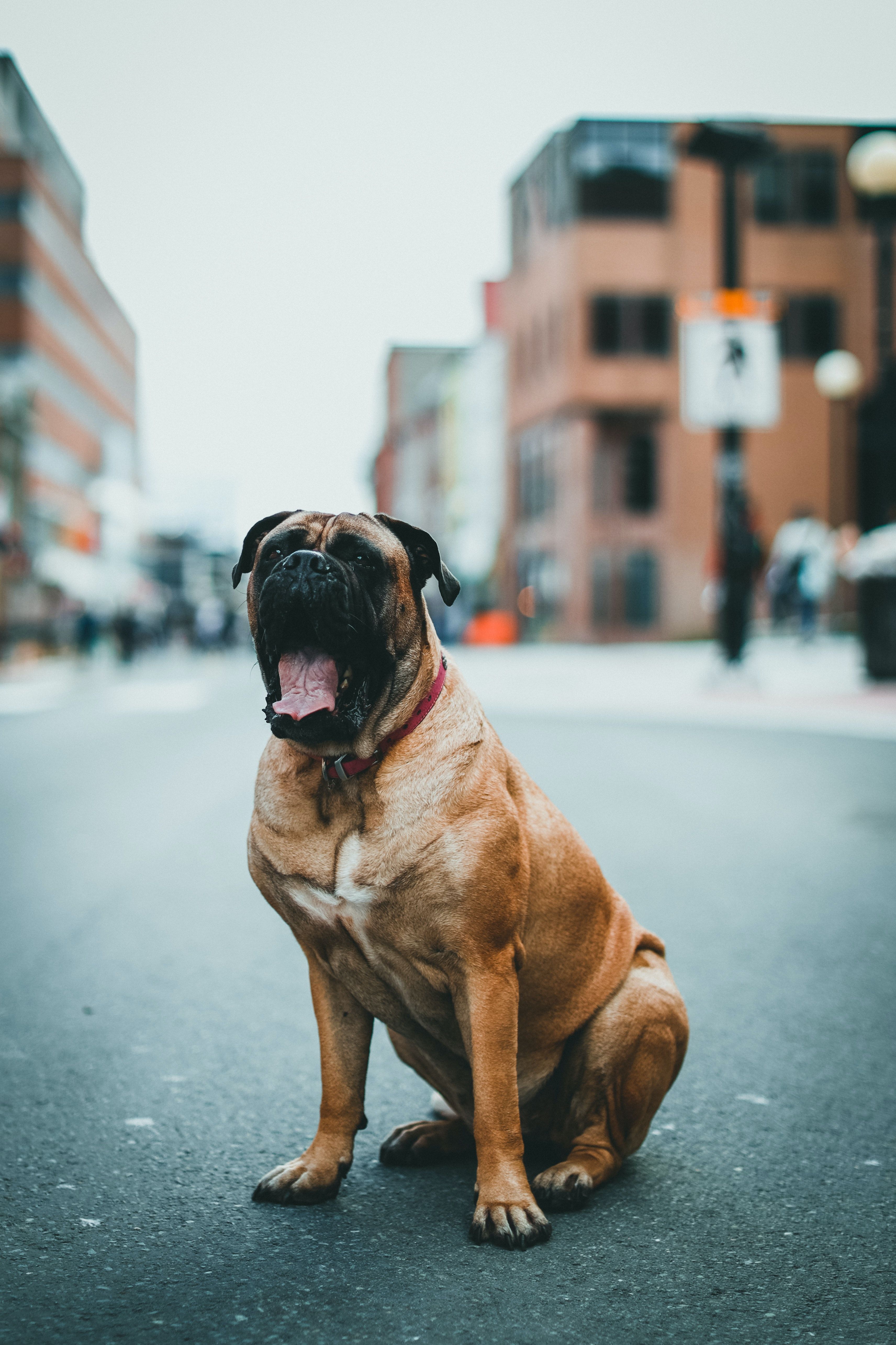 3424x5136 Dog on Street · Free