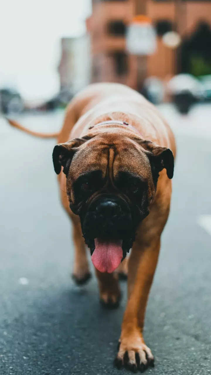 720x1280 These dog breeds can kill a lion. Times of India