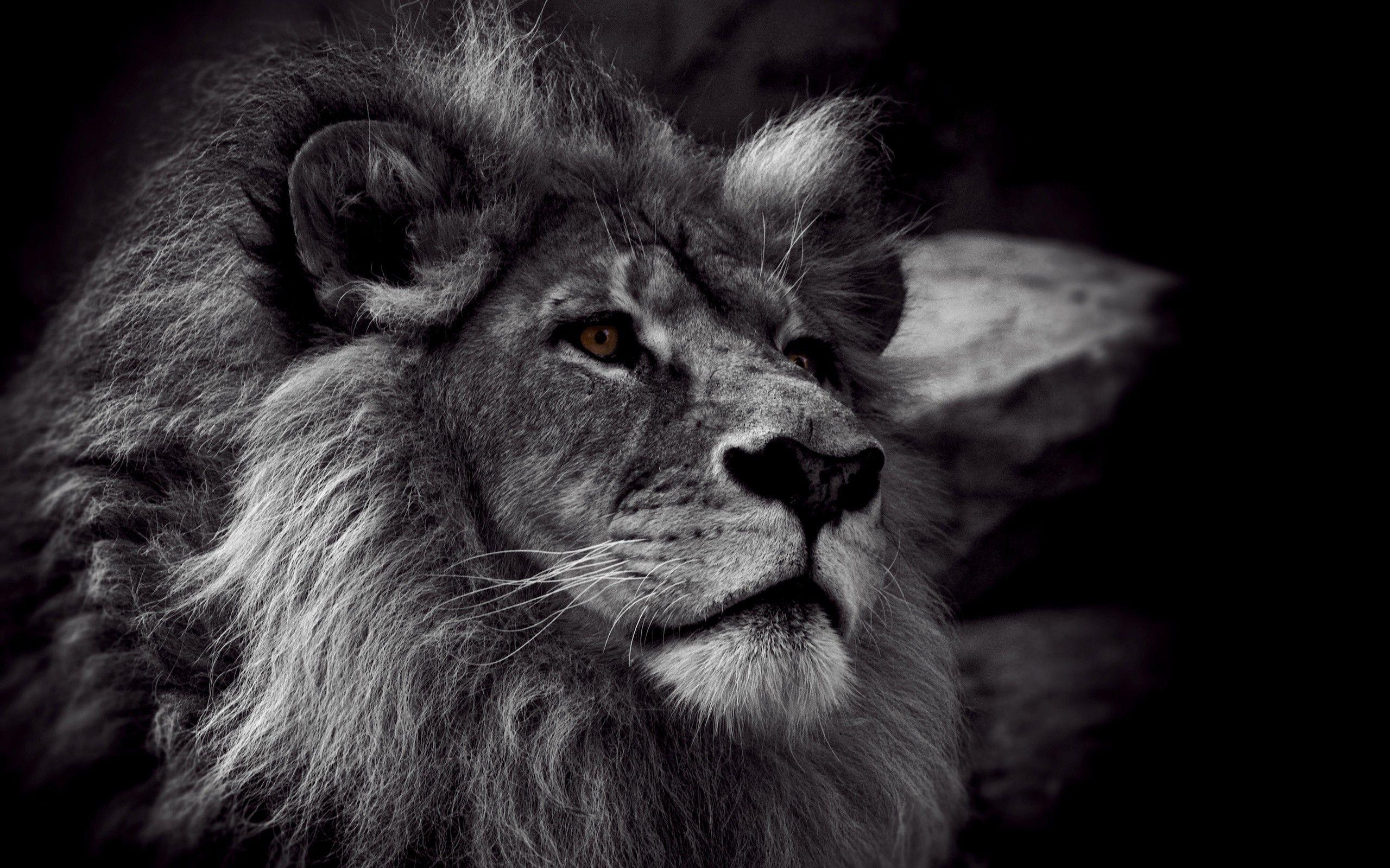 Featured image of post Lion Black And White 4K Wallpaper