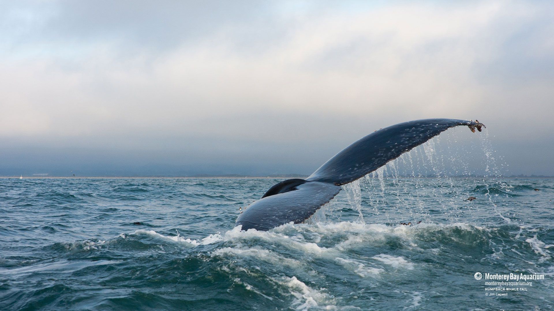 1920x1080 Humpback whale tail. Wallpaper. Monterey Bay Aquarium