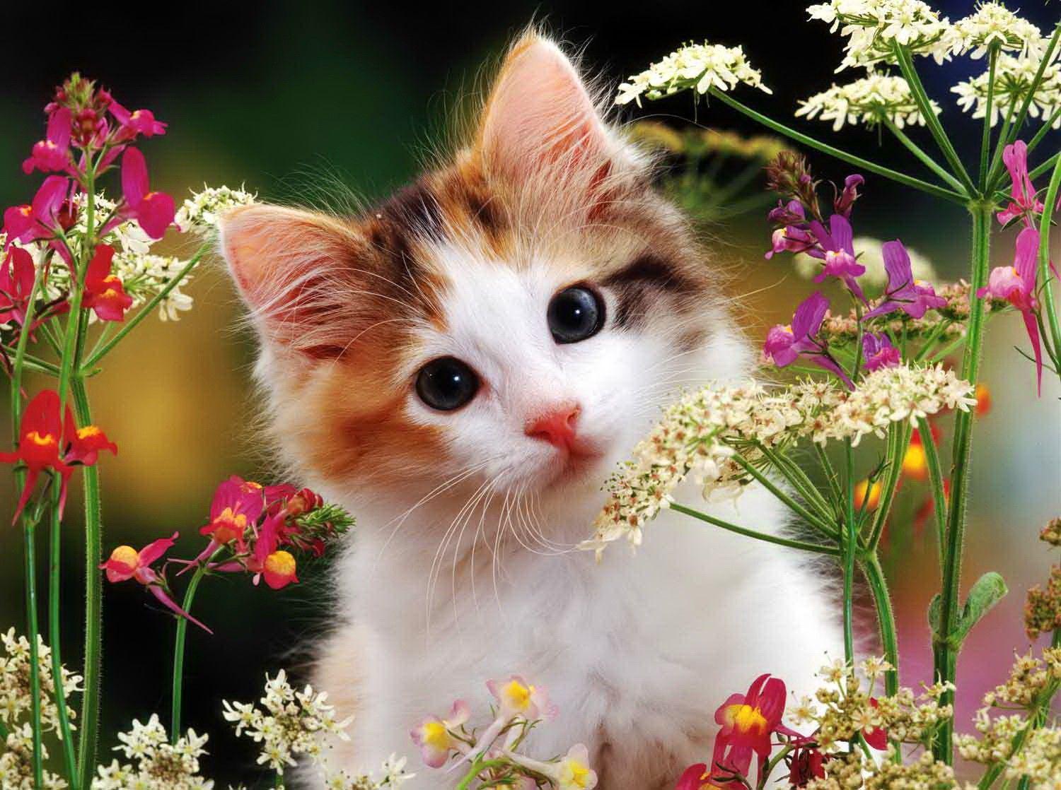 Sweet Wallpapers - Top Free Sweet Backgrounds - WallpaperAccess Sweet Wallpapers - Top Free Sweet Backgrounds - WallpaperAccess