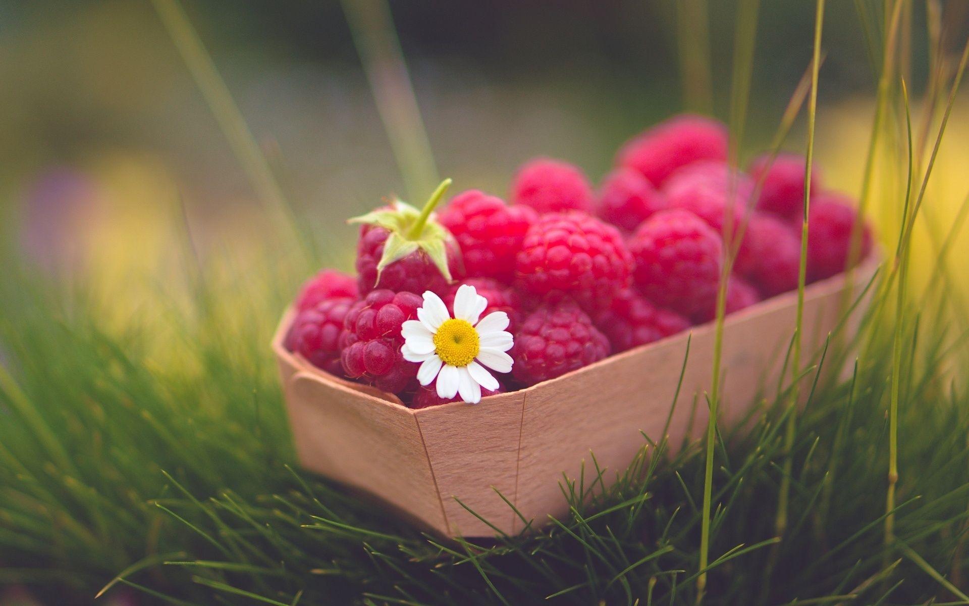 1920x1200 Sweet Raspberry, Basket, Flowers, Grass wallpaper. Best HD Wallpaper