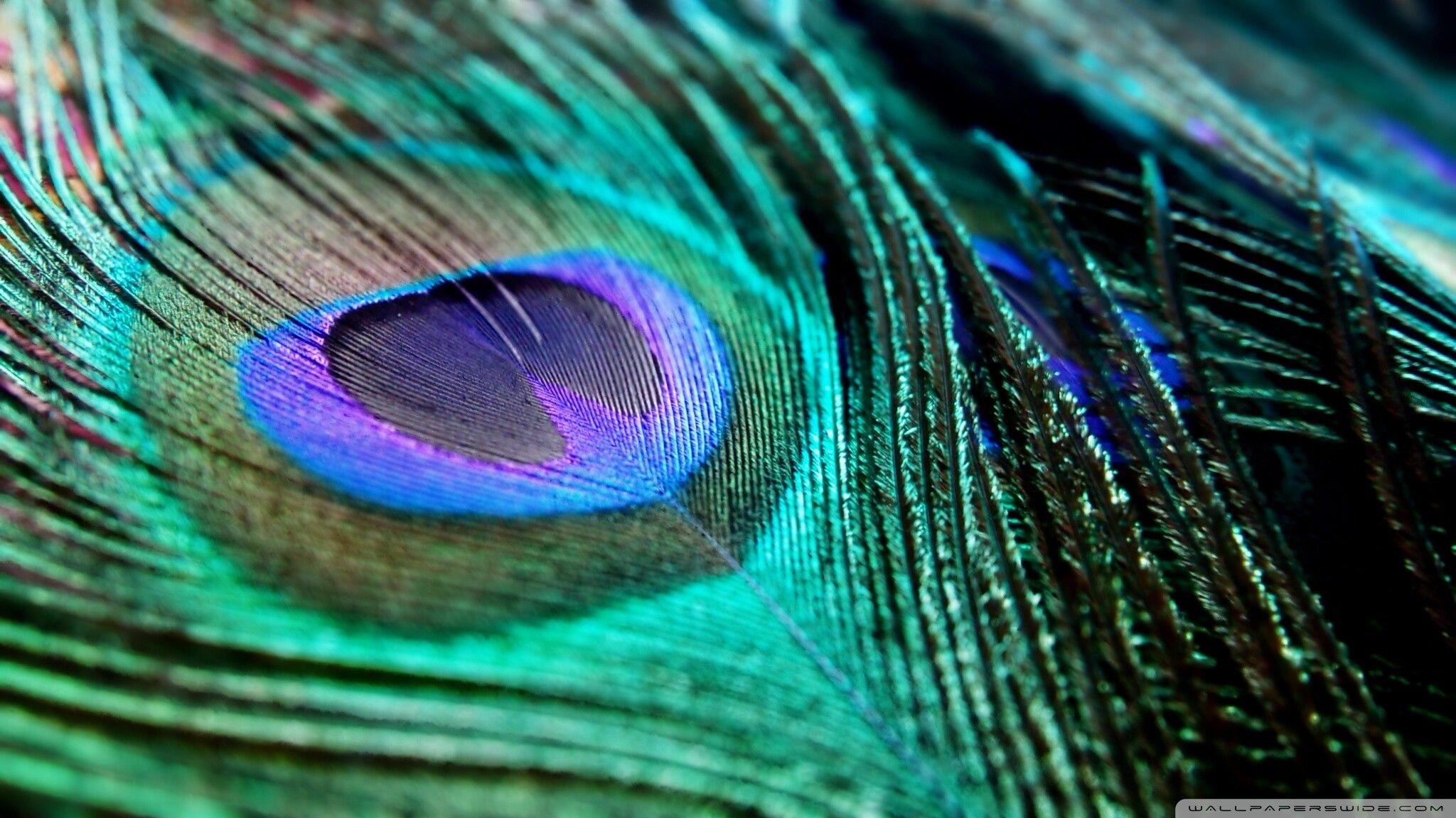 2048x1152 Peacock Feather hình nền