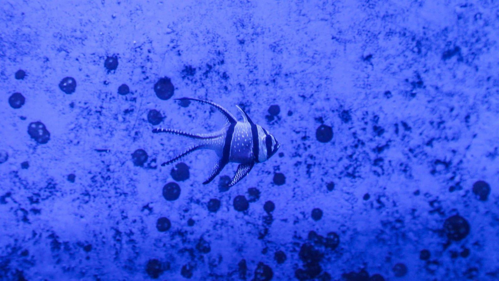 1600x900 Methylene Blue for Fish Aquaculture. Uses and Precautions