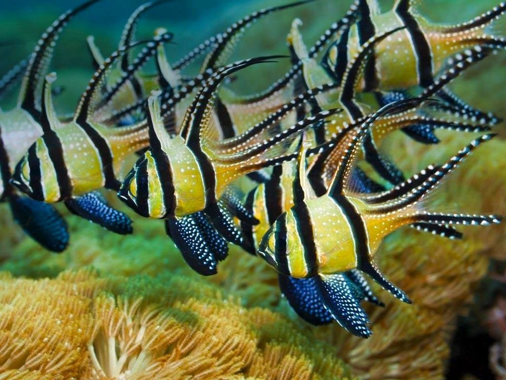 1024x768 What is Aquaculture. EZ GRO Garden