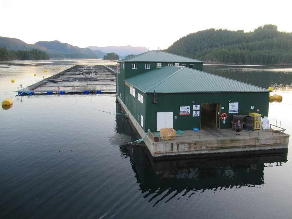 1024x768 B.C. fish farming may be in hot water due to climate change. Canada's National Observer: News & Analysis