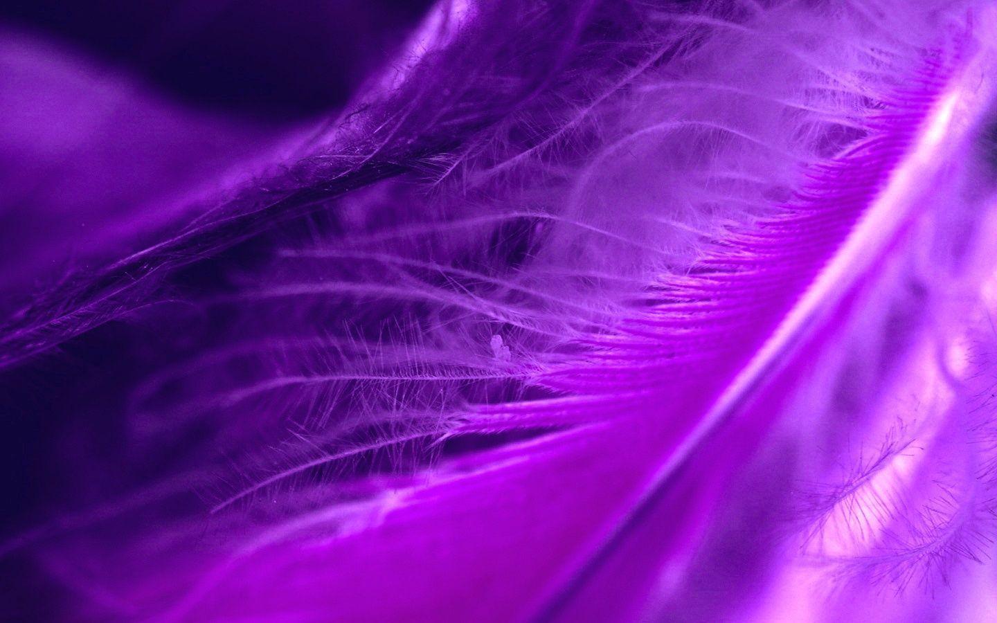 1440x900 Purple Feathers Wallpaper