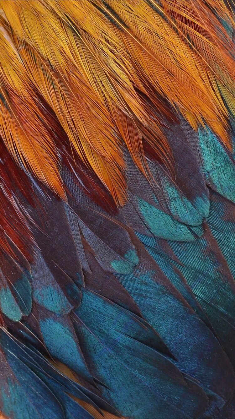 Feather iPhone Wallpapers  Top Free Feather iPhone Backgrounds   WallpaperAccess