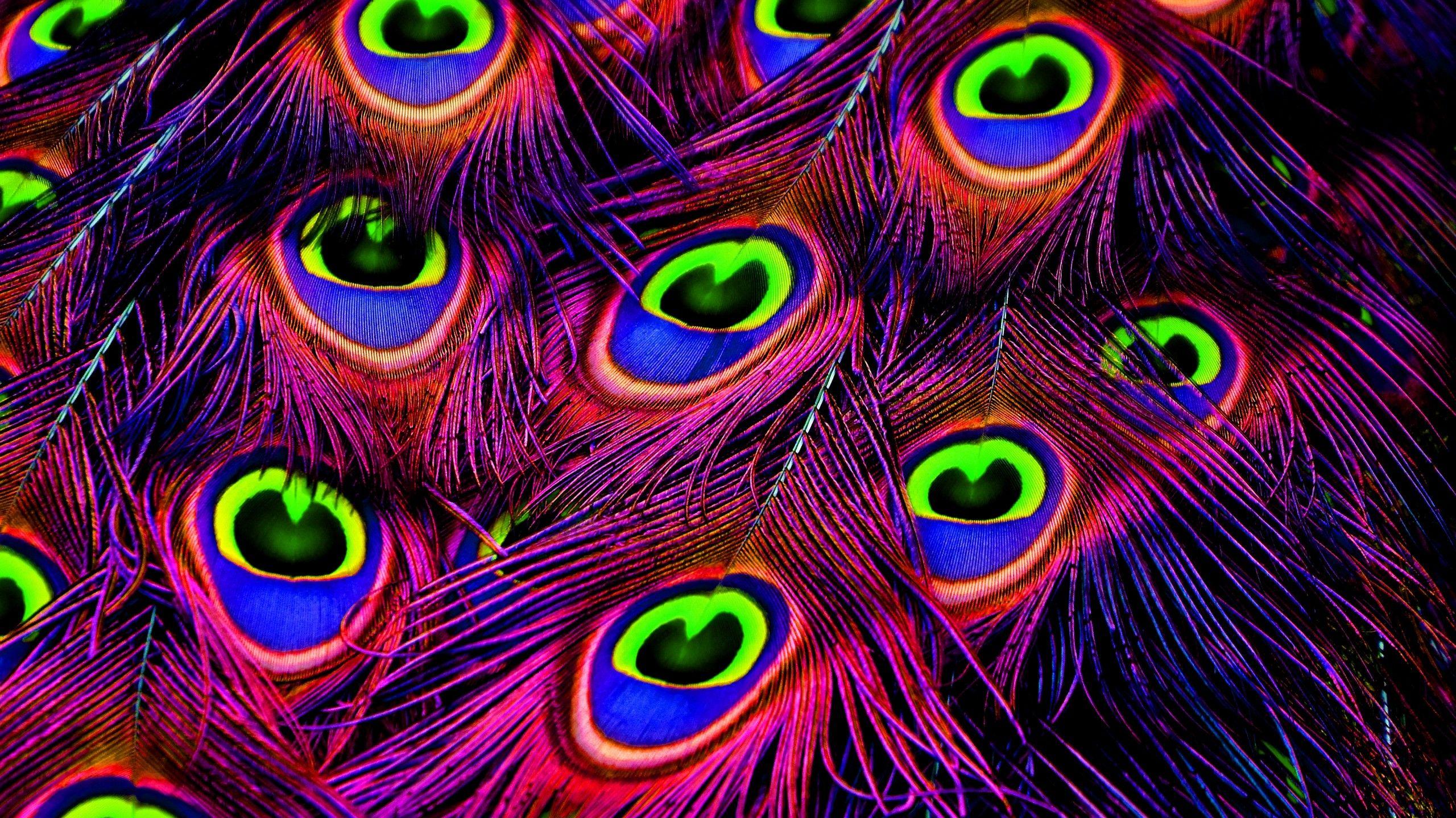 2560x1440 Wallpaper Feathers, HD, 4K, Photography