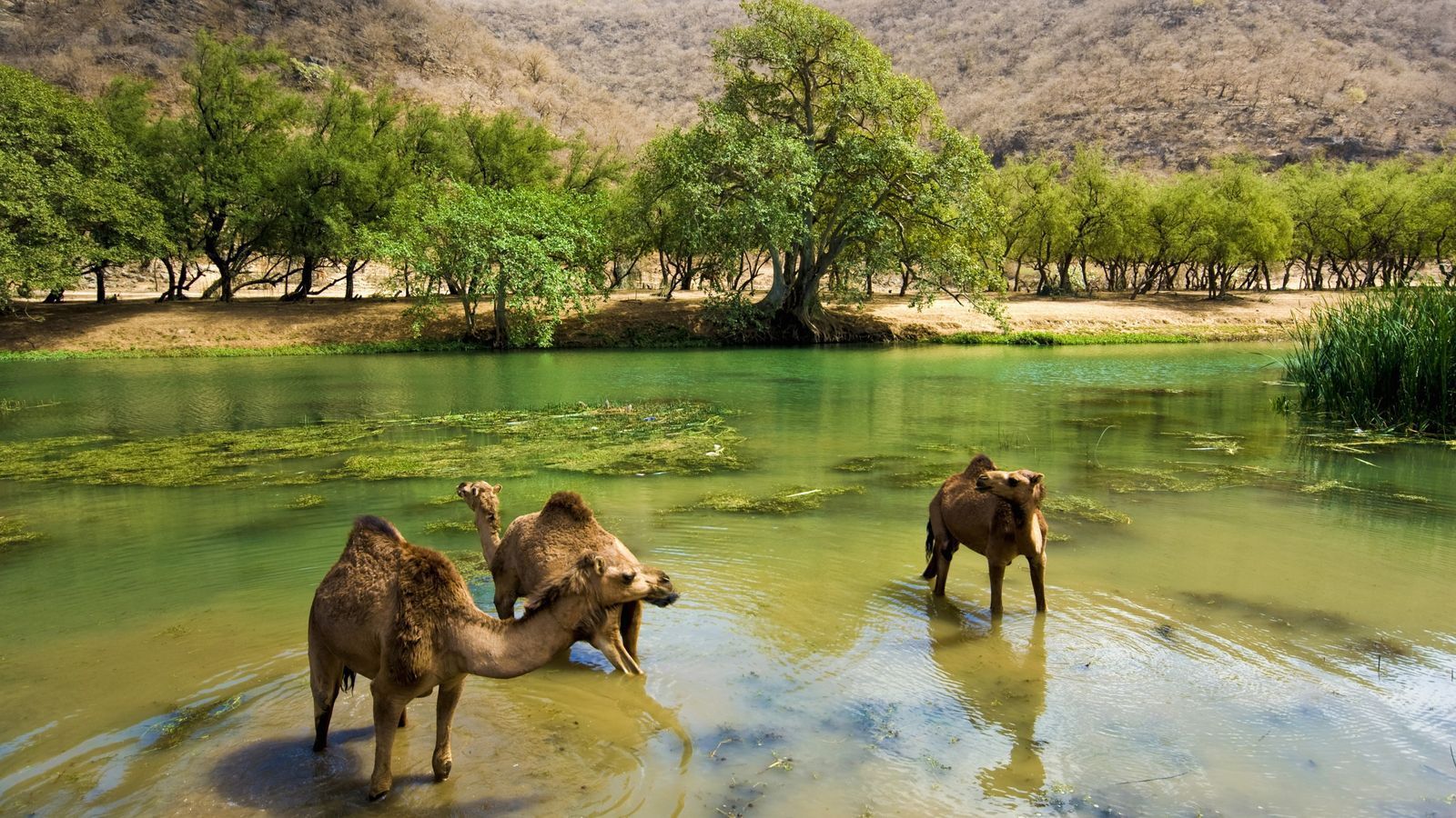1600x900 Salalah: Say goodbye to the desert
