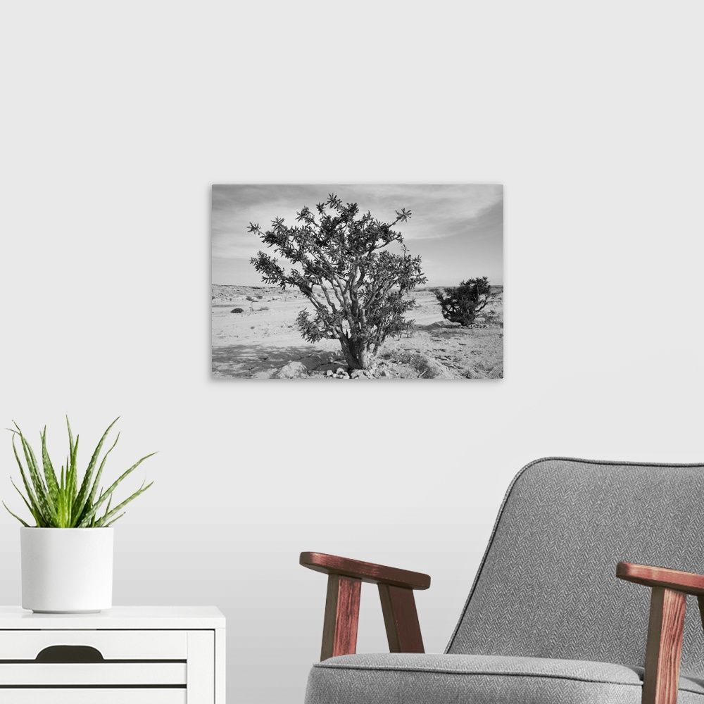1000x1000 Frankincense trees (Boswellia sacra) in a desert, Salalah, Dhofar, Oman Wall Art, Canvas Prints, Framed Prints, Wall Peels. Great Big Canvas