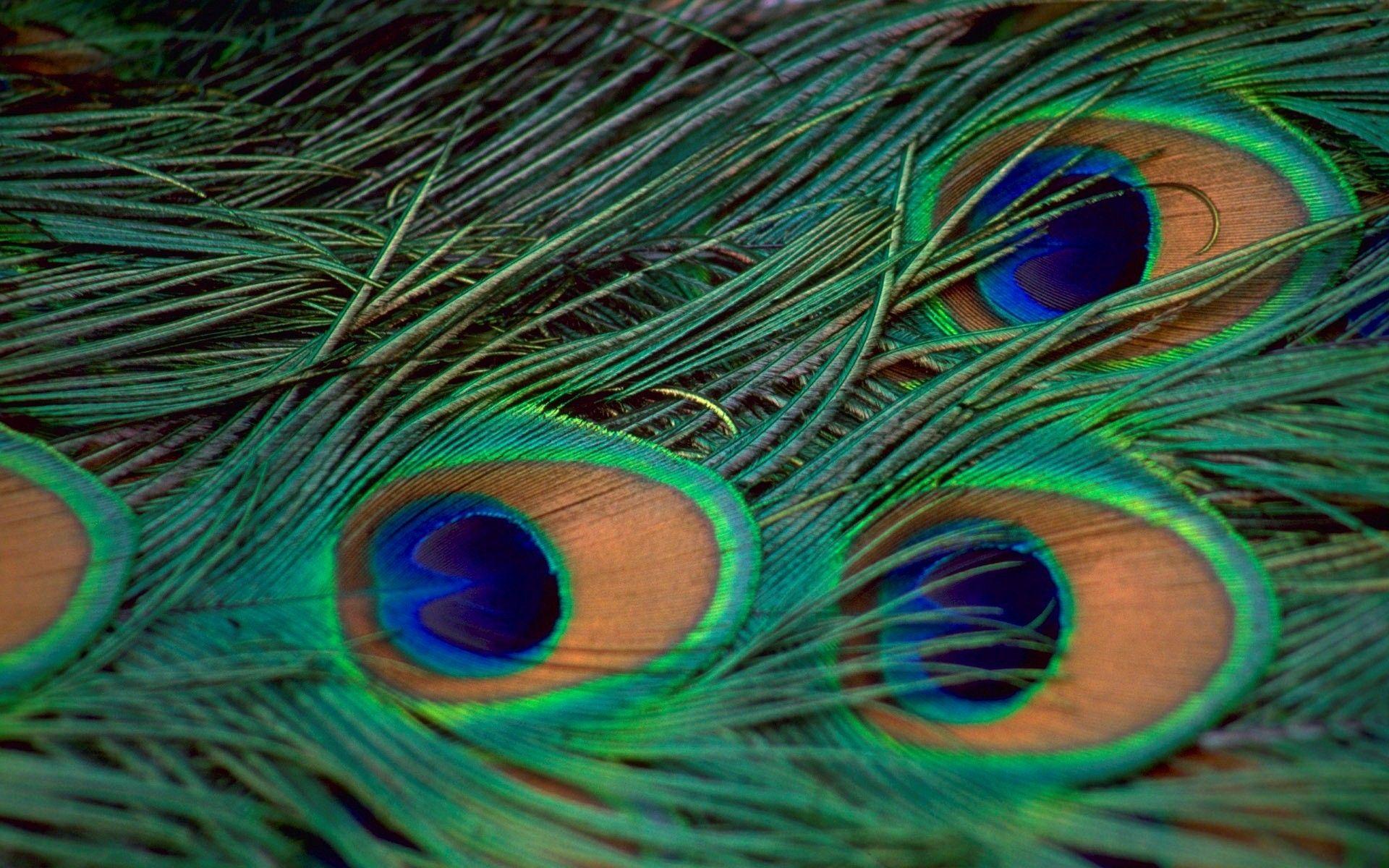 Peacock Feather Wallpapers - Top Free Peacock Feather Backgrounds -  WallpaperAccess