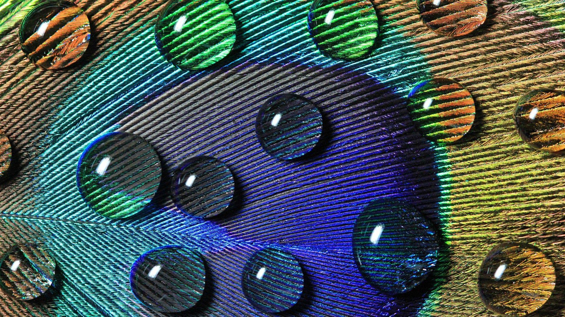 1920x1080 Download Peacock Feathers Wallpaper Free