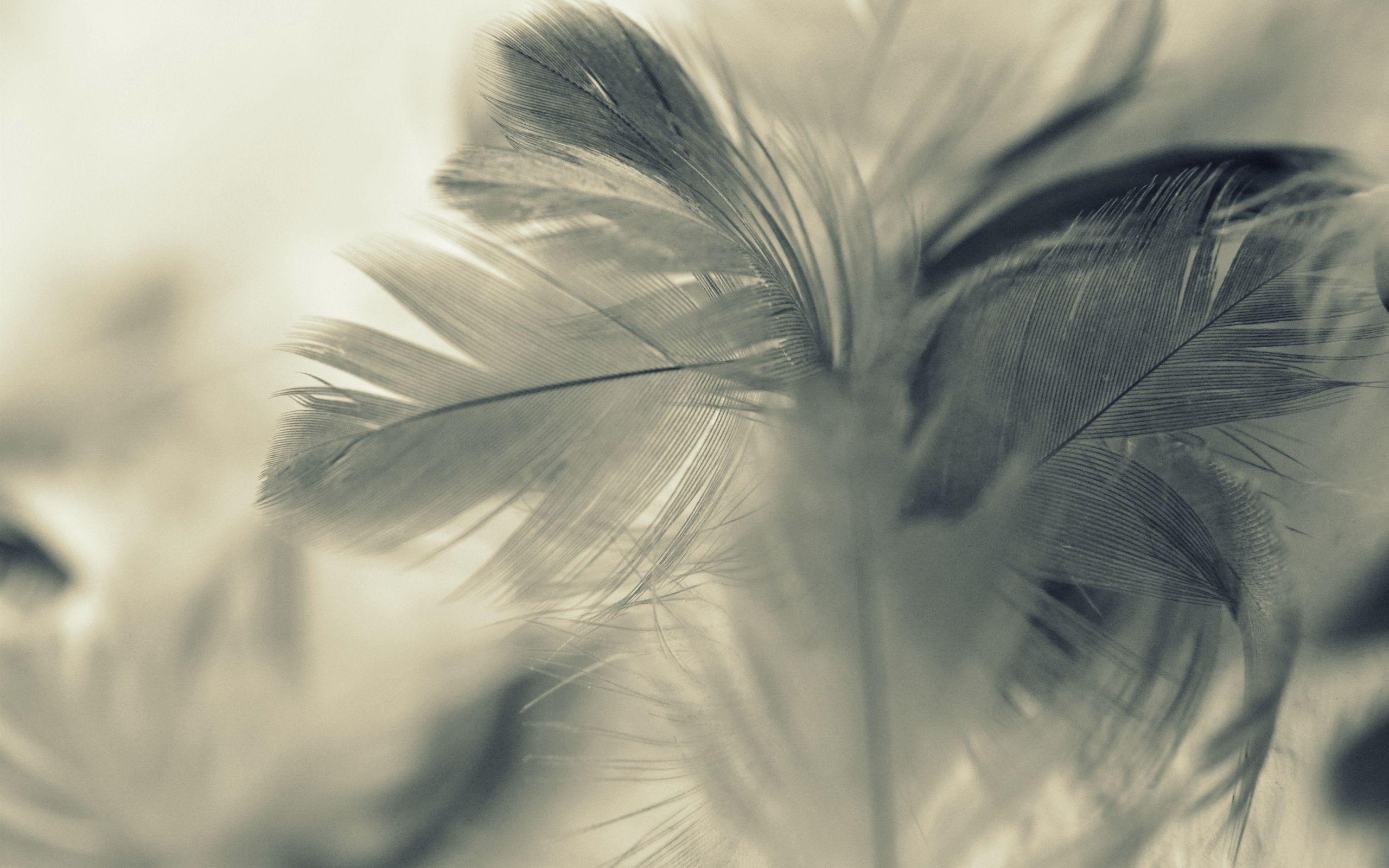 2560x1600 Feathers Wallpaper 36 - [2560x1600]