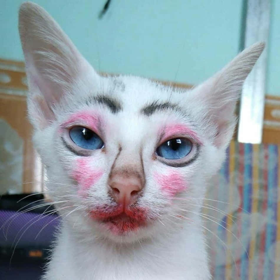 950x949 Ugly Cat Picture