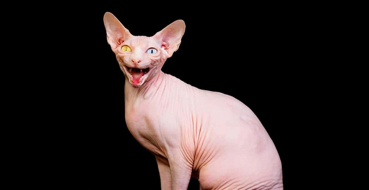1280x658 Download Unusual Beauty: An Engrossing Image of a Unique Feline