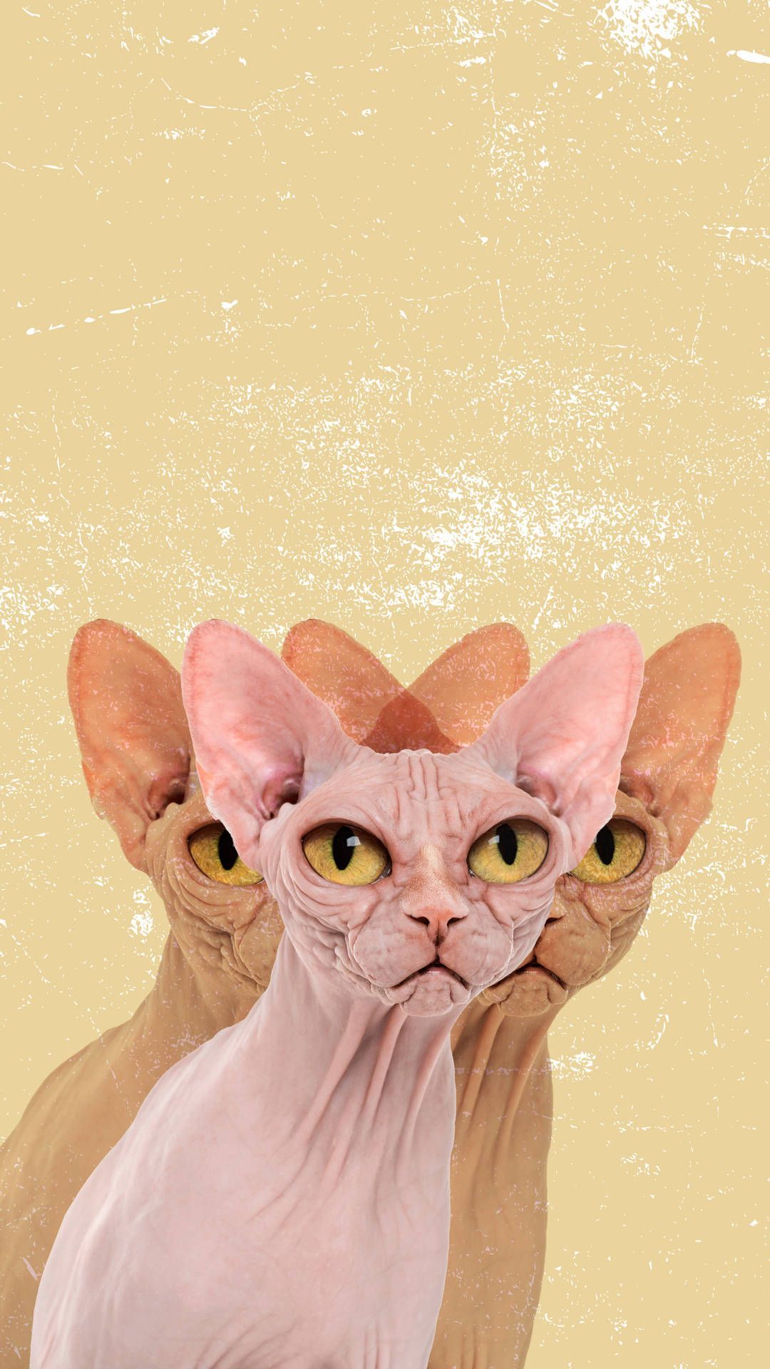 1080x1920 Download The Unconventional Beauty of a Sphynx Cat Wallpaper