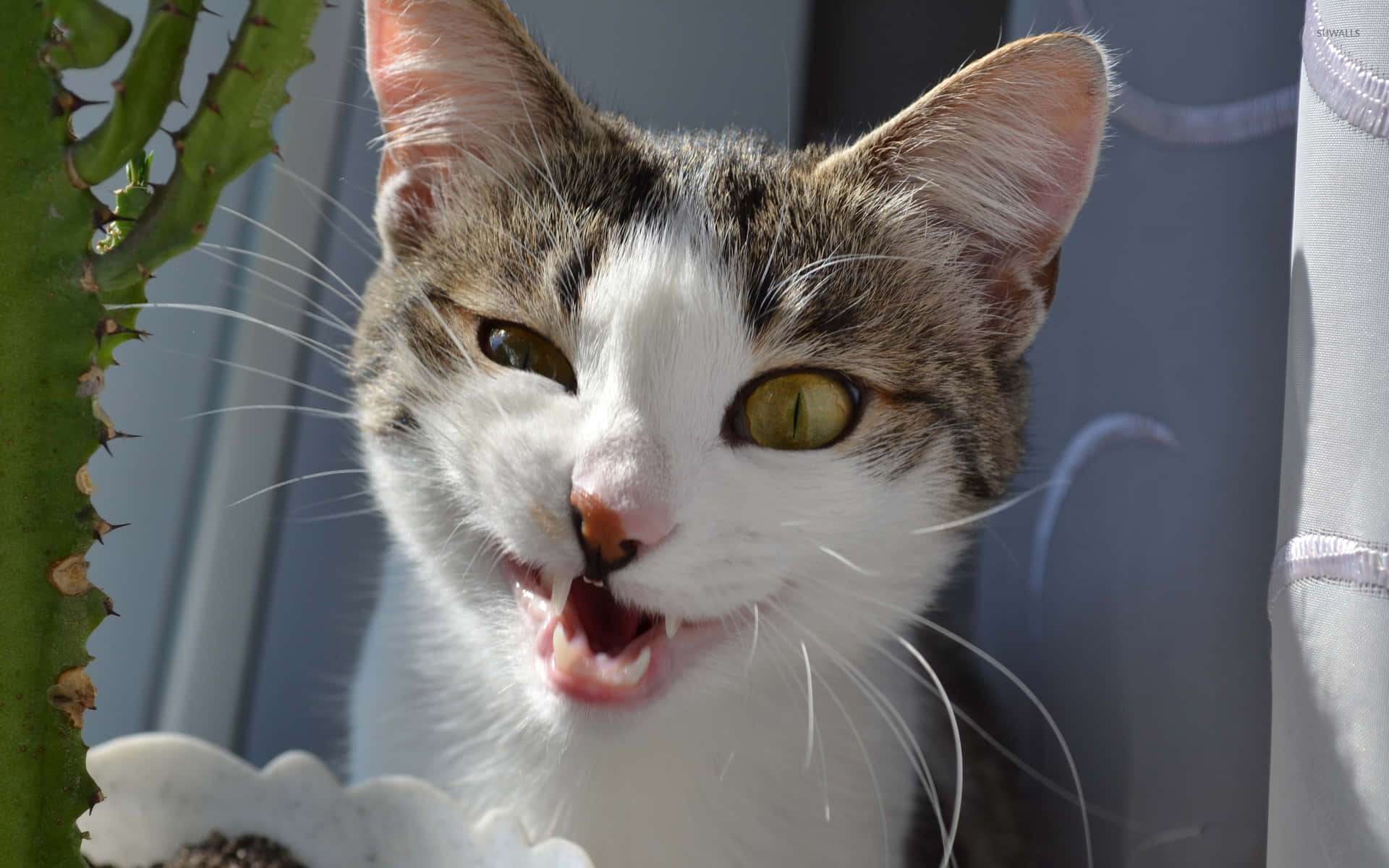 1920x1200 Download A Cat Is Looking At A Plant