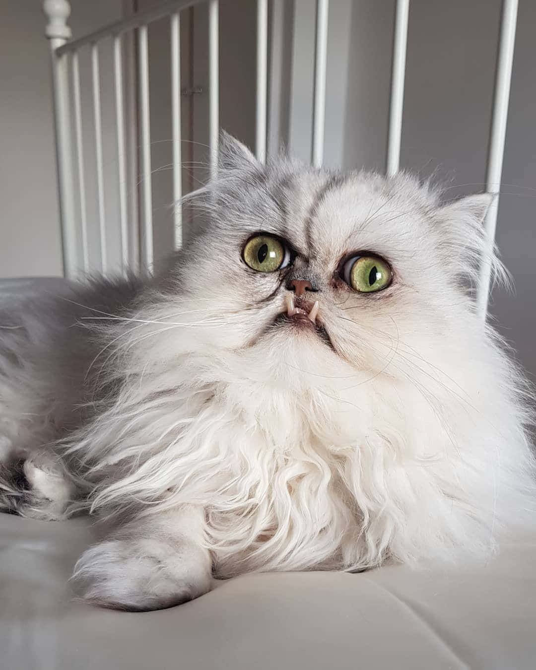 1080x1350 Download Meet Ugly Cat Nicest Feline You'll Ever Know!