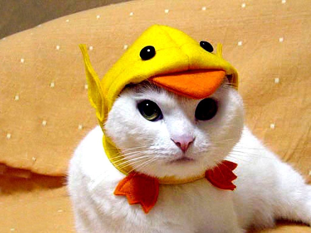 1024x768 Ugly Cats Wallpaper
