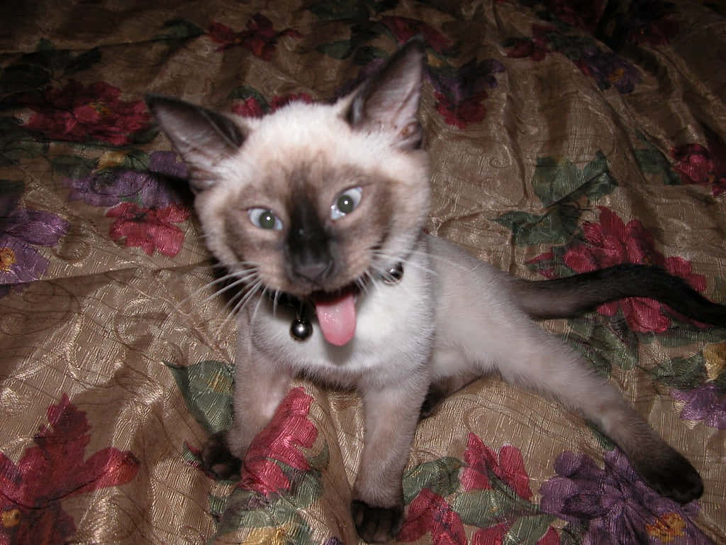 1024x768 Download Meet Ugly Cat, The Most Adorable Ugly Cat!