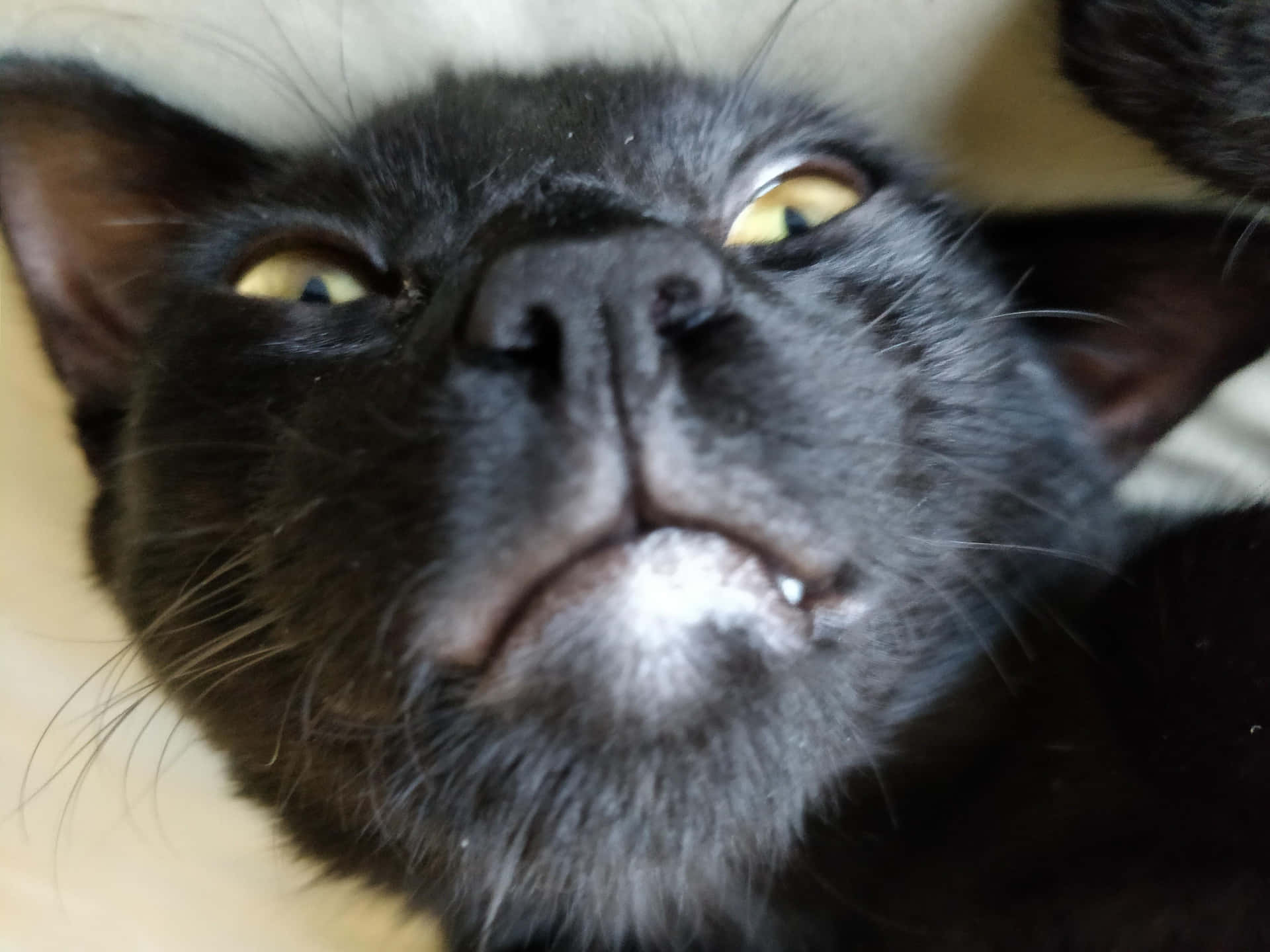 1920x1440 Download A Black Cat Looking Up At The Camera
