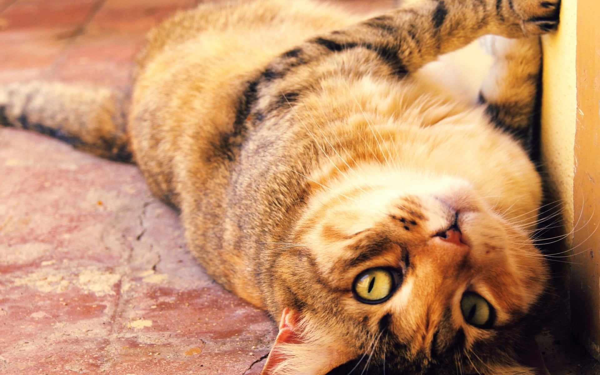 1920x1200 Download This Ugly Cat Will Definitely Make You Smile!
