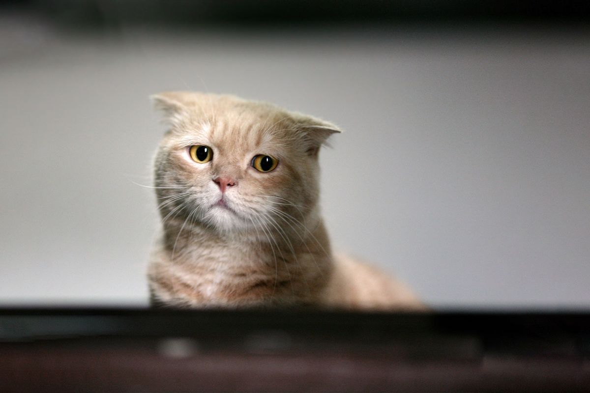 1200x800 The ugly truth about declawing cats
