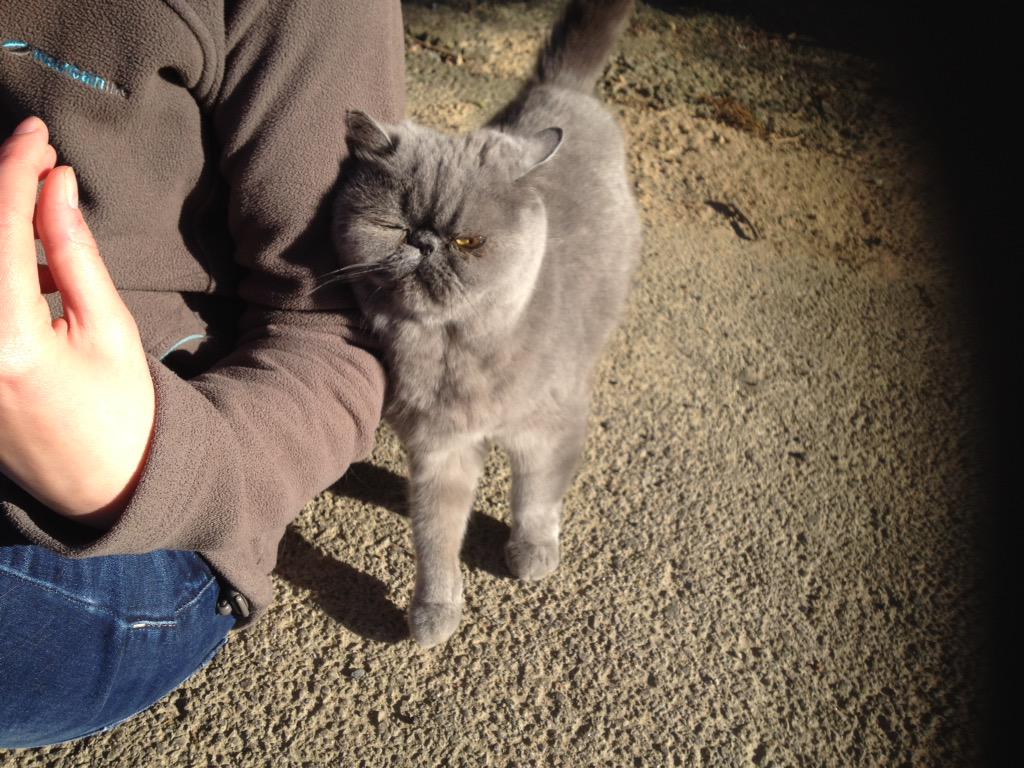 1024x768 Antony Butcher on X: Ugly cat i found on a walk. Incredibly friendly and loving. #beautyisntskindeep / X