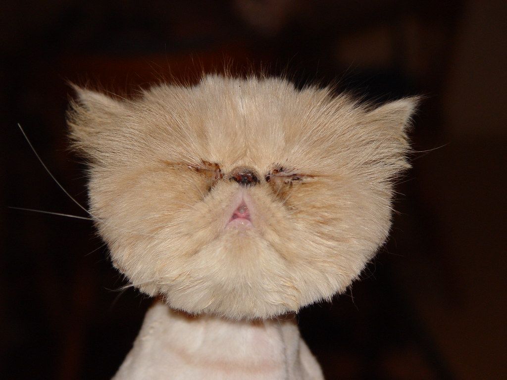 1024x768 What the &^%!. Ugliest cat I ever met. It was also the frie