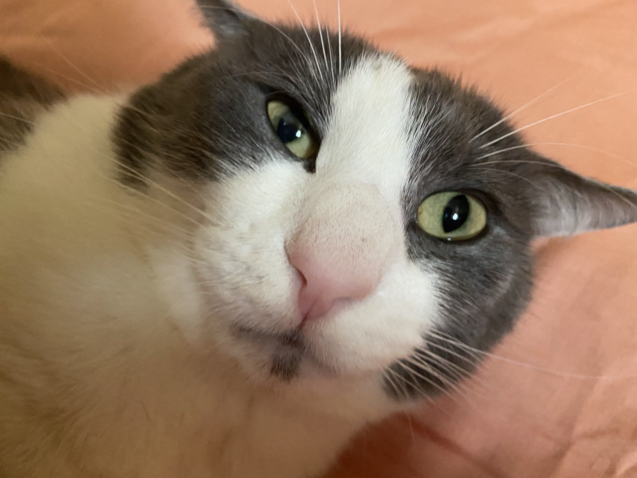 2048x1536 Soggy Cat enjoyer on X: he's so ugly ❤️ / X