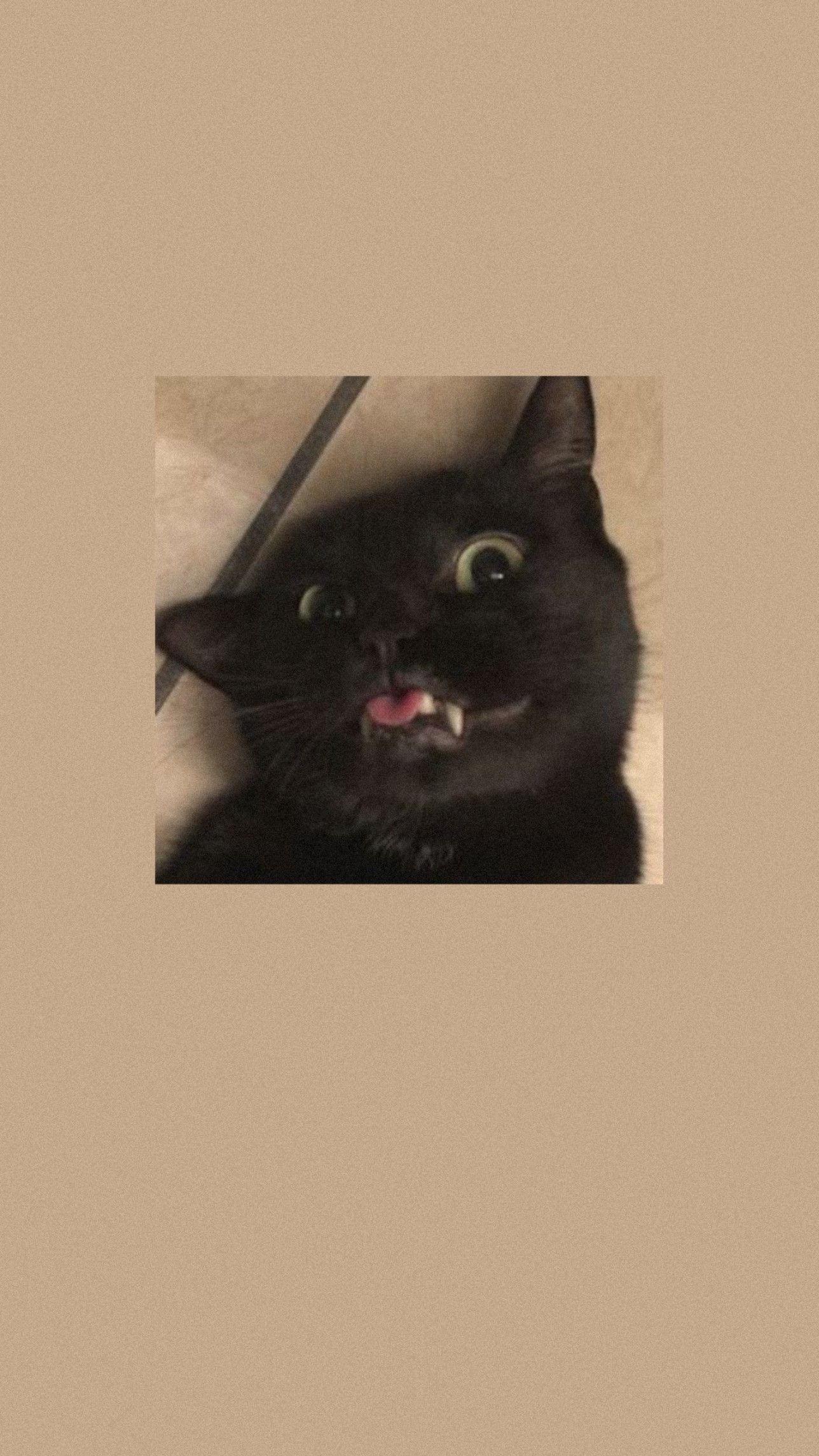 1288x2289 Tapeta wallpaper kot cat kitten. Funny cat wallpaper, Cat phone wallpaper, Cute cat wallpaper