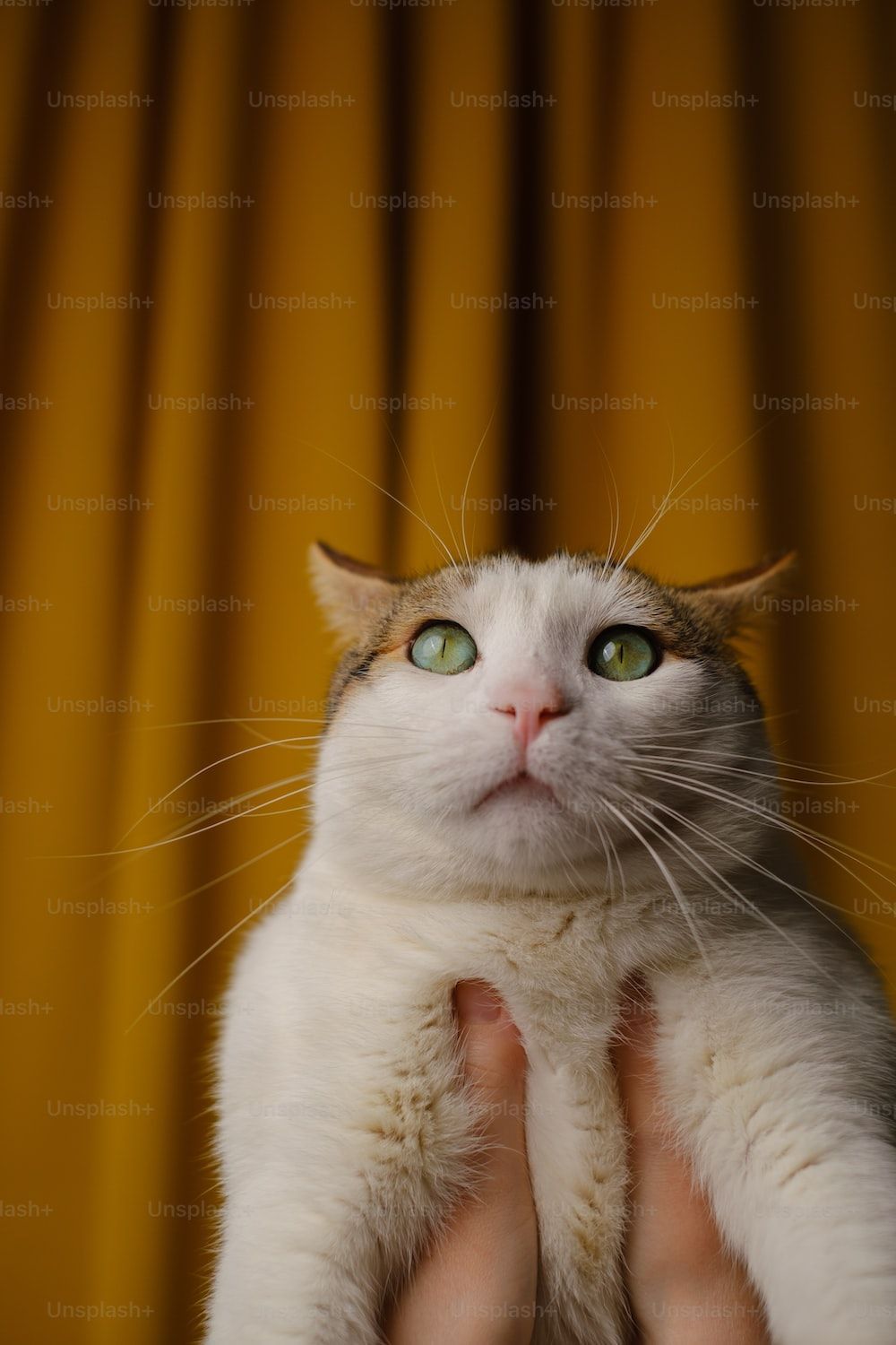 1000x1500 Grumpy Cat Picture. Download Free Image