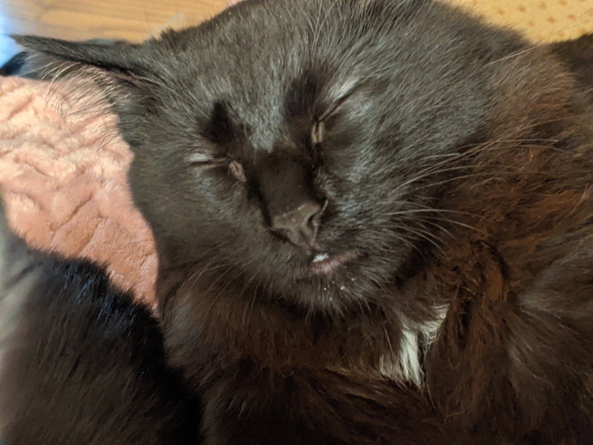 2048x1536 my cat looks like ugly sonic