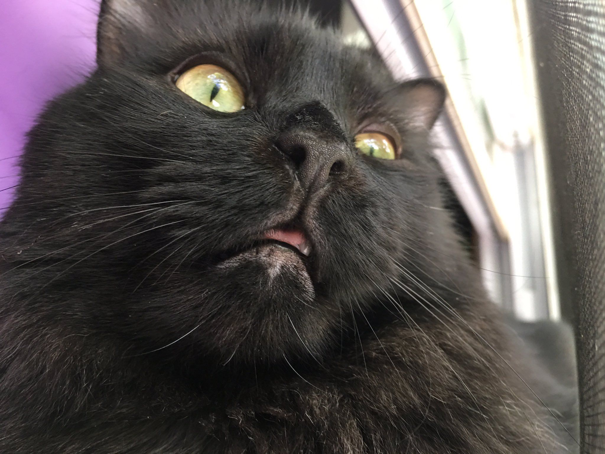 2048x1536 Queer Deer is my cat so ugly
