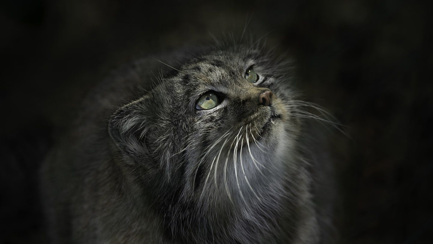 1440x810 Fascinating Facts About Pallas's Cats
