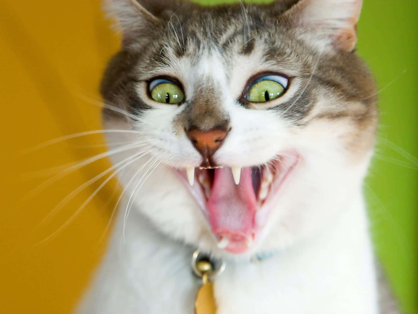 1600x1200 Download A Cat With Its Mouth Open And Teeth Showing