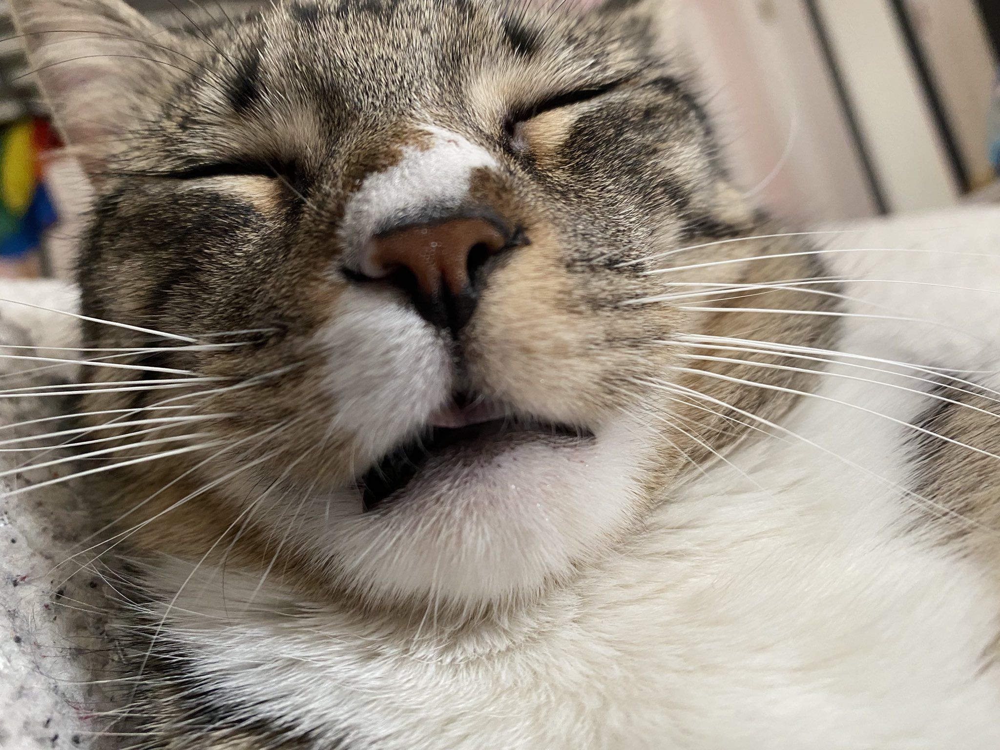 2048x1536 lay on X: my ugly ass cat / X