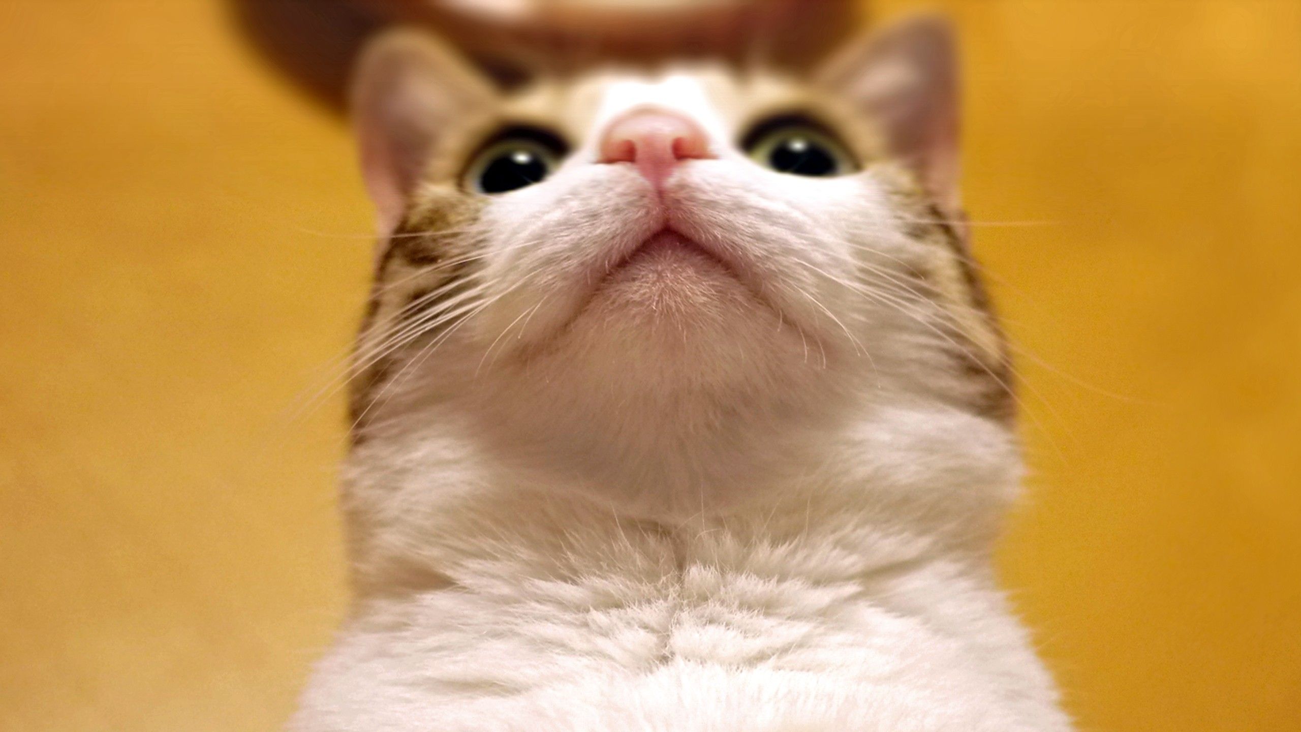 2560x1440 Cute Cat Picture and Cat wallpaper because Cats are cool !