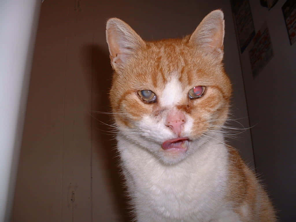 1024x768 Download A Cat Is Sitting On A Counter